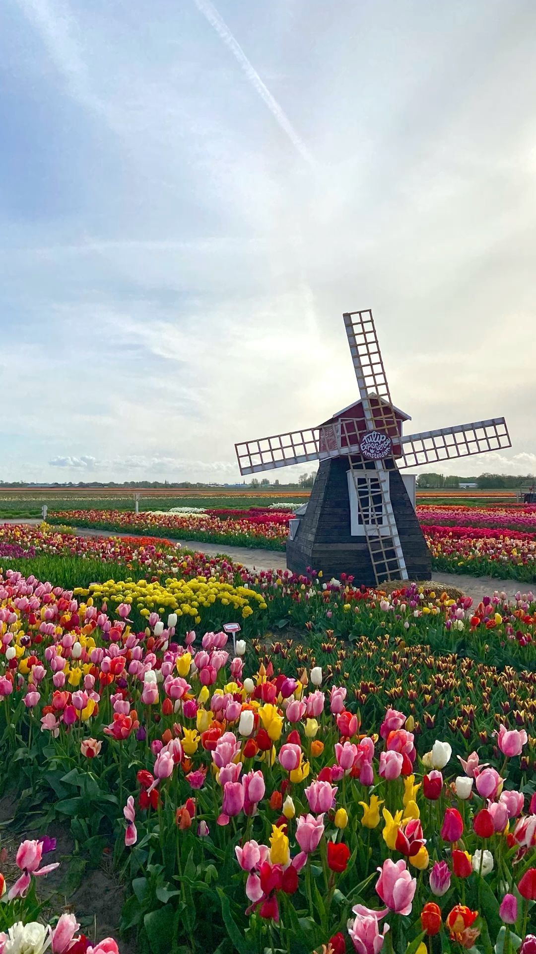 Netherlands Flower Season Guide
